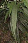 Sawtooth sunflower